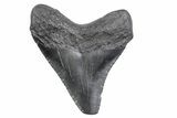 Juvenile Megalodon Tooth - South Carolina #370167-1